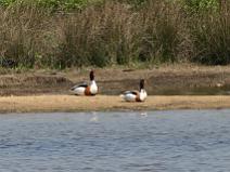 118_1872 Tadorne de Belon