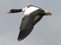 IMG_6059 Tadorne de Belon