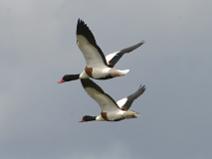 IMG_6061 Tadorne de Belon