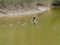 IMG_8120 Tadorne de Belon avec ses petits