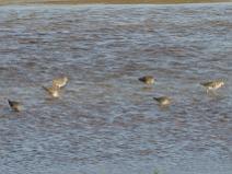 IMG_6709 Chevalier gambette