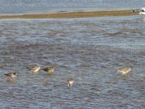 IMG_6715 Chevalier gambette