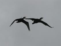 IMG_5895 Cormoran en patrouille