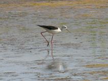 IMG_6011 Echasse blanche dans le marais