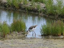 IMG_6064 Jeune �chasse blanche