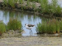 IMG_6066 Jeune �chasse blanche