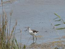 IMG_6069 Chevalier aboyeur