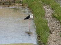 IMG_6107 Echasse blanche (jeune)