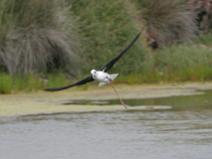 IMG_6122 Echasse blanche