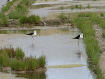 IMG_6131 Echasse blanche, un probl�me � la patte