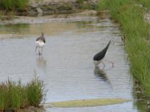 IMG_6137 Echasse blanche la t�te dans l'eau