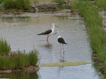IMG_6152 deux jeunes Echasse blanche en balade dans les marais