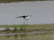 IMG_6163 Jeune Echasse blanche qui se pose