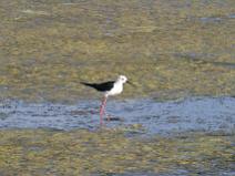 IMG_6758 Echasse blanche