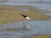 IMG_6770 Echasse blanche