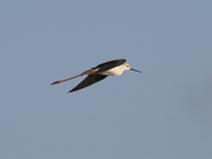 IMG_6853 Echasse blanche en mode fus�e