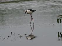 IMG_7268 Echasse blanche