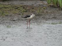 img_7261 Echasse blanche