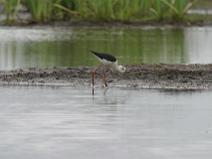 img_7264 Echasse blanche