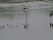 img_7270 Echasse blanche