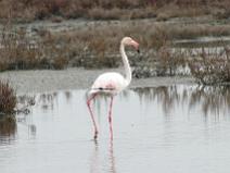 Camargue 006 Flamant rose