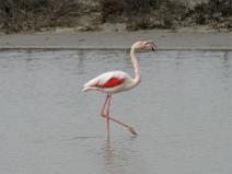 Camargue 023 Flamant rose