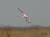 Camargue 024 Flamant rose
