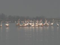 Camargue 040 Flamant rose