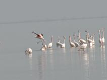 Camargue 059 Flamant rose