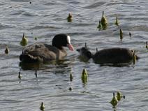 IMG_6648 Foulque Macroule