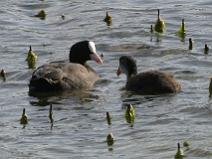 IMG_6650 Foulque Macroule