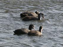 IMG_6670 Foulque Macroule