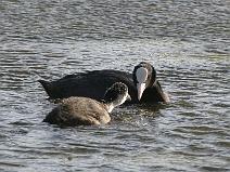 IMG_6676 Foulque Macroule