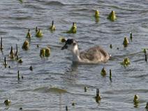 IMG_6684 Foulque Macroule