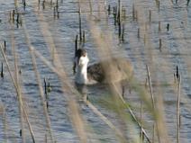 IMG_6688 Foulque Macroule, le photographe est rep�r�