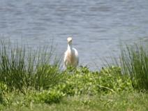 119_1982 H�ron gardeboeufs