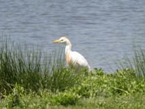 119_1983 H�ron gardeboeufs