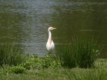 119_1989 H�ron gardeboeufs