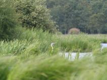 IMG_5811 H�ron cendr� qui joue � Cache cache ?