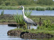 IMG_7342 H�ron Cendr�