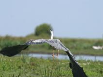 IMG_7346 H�ron Cendr�