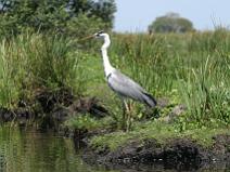 IMG_7351 H�ron Cendr�