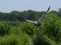 IMG_7383 H�ron pourpr�