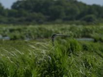 IMG_7385 H�ron pourpr�