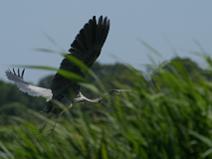 IMG_7386 H�ron pourpr�