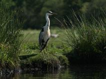 IMG_7492 H�ron Cendr�