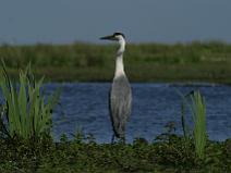 IMG_7502 H�ron Cendr�