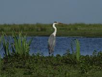 IMG_7504 H�ron Cendr�, apr�s une approche en bateau en se laissant pousser par le vent, m�me plus besoin du zoom ...