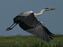 IMG_7511 H�ron Cendr�