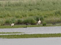 IMG_5830 Ibis sacr� d'Egypte; Spatule Blanche